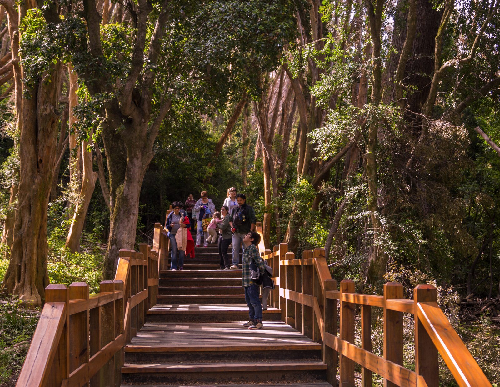 Isla Victoria y Bosque de Arrayanes